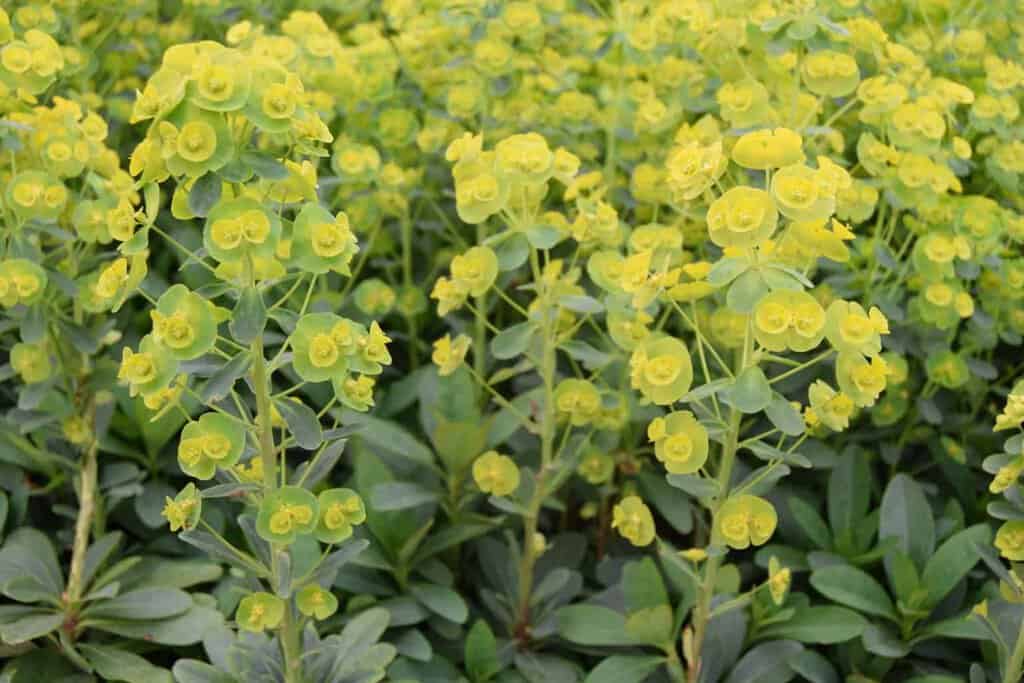 Euphorbia amygdaloides var. robbiae ---